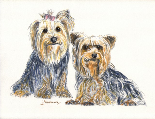 640x494 Watercolors - Yorkshire Terrier Watercolor