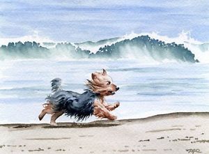 300x221 Yorkshire Terrier Dog Watercolor Oversize Art Print Djr Ebay - Yorkshire Terrier Watercolor