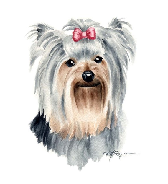 570x623 Yorkshire Terrier Dog Watercolor Painting Art Print By Artist Etsy - Yorkshire Terrier Watercolor