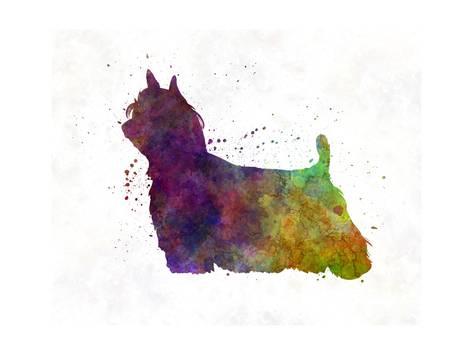 473x355 Yorkshire Terrier Long Hair In Watercolor Prints By Paulrommer - Yorkshire Terrier Watercolor