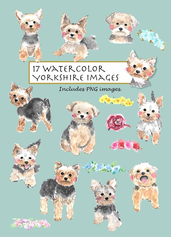 570x787 Clip Art Watercolor Yorkshire Terrier Set. 17 Images. Digital Etsy - Yorkshire Terrier Watercolor