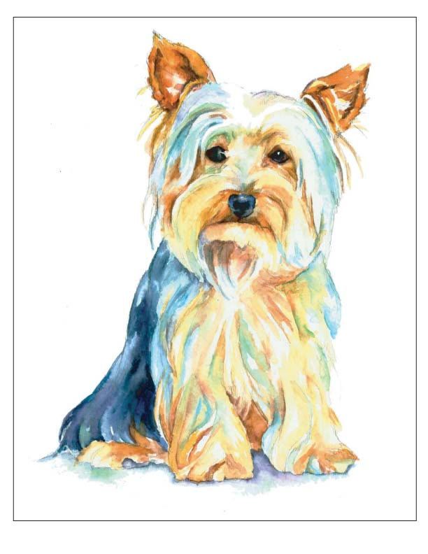 612x792 Yorkshire Terrier Puppy Yorkie Silky Silkie - Yorkshire Terrier Watercolor