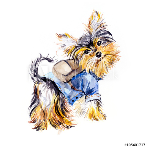 495x500 Yorkshire Terrier. Cool Guy. Ridiculous Puppy Background - Yorkshire Terrier Watercolor
