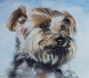 300x264 Animal And Pet Portraits In Oil Paint - Yorkshire Terrier Watercolor