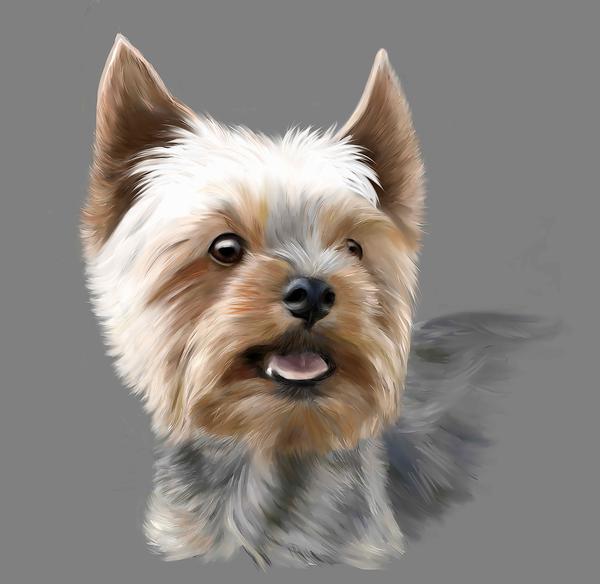 600x584 Dog Fabric, Yorkshire Terrier Fabric, Watercolor 702 Beautiful Quilt - Yorkshire Terrier Watercolor