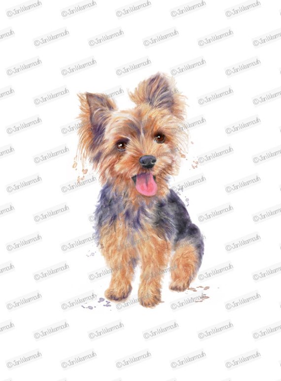 570x773 Dog Clipart Yorkie Clipart Instant Download. Digital Etsy - Yorkshire Terrier Watercolor