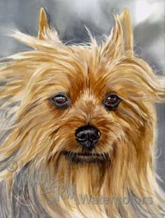 236x312 Dogs Original Art Paintings - Yorkshire Terrier Watercolor