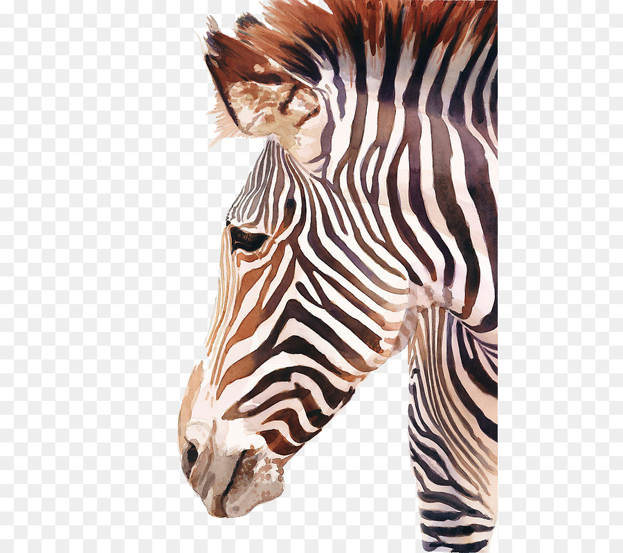 900x800 Horses Watercolor Painting Zebra - Zebra Watercolor