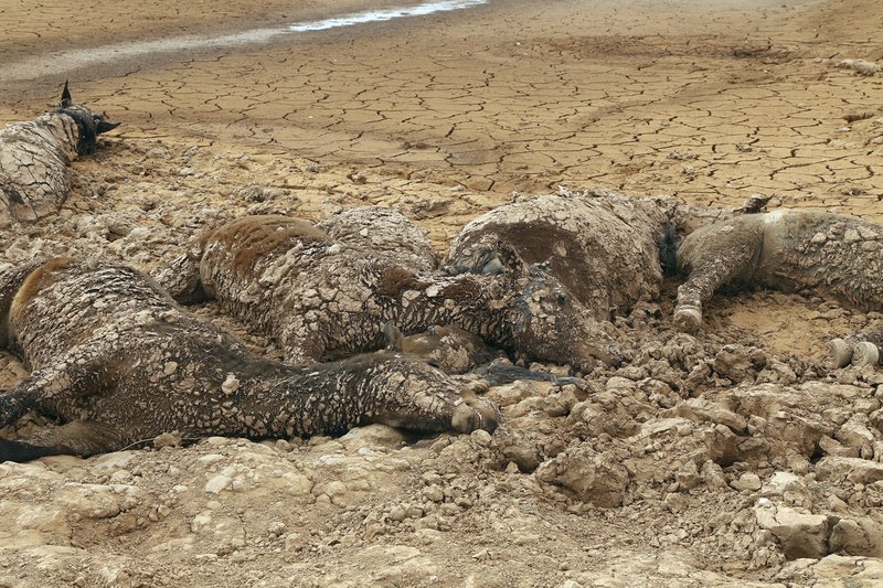 800x533 Tribe More Than 100 Horses Apparent Victims Of Drought - 100 Horses Painting