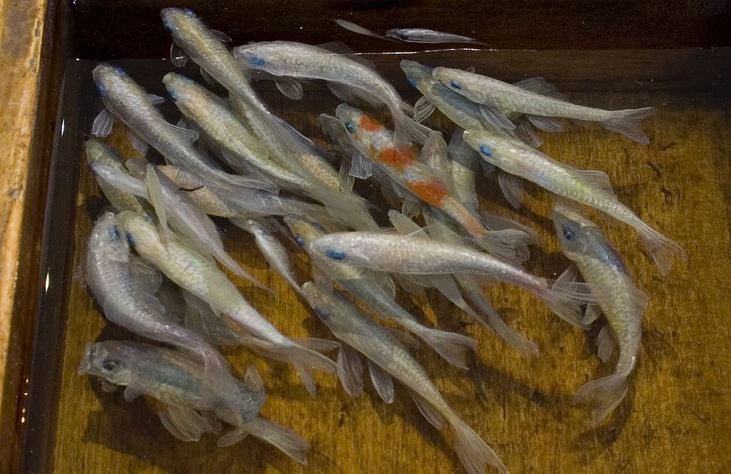 1024x665 Artist Uses Resin To Create Beautiful 3d Goldfish Paintings - 3d Painting On Canvas