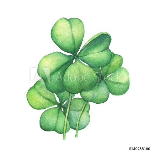 500x500 Green Four Leaf Clover. Hand Drawn Watercolor Painting On White - 4 Leaf Clover Painting