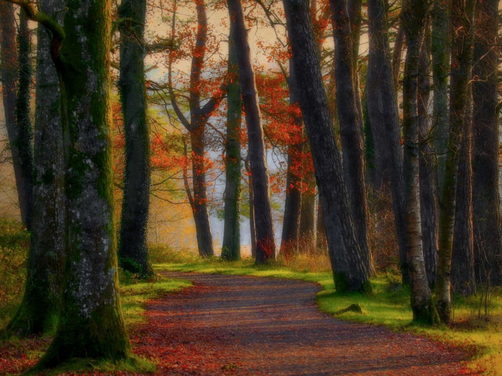 1024x768 Download Forest Painting 4k Wallpaper New Wallpapers - 4k Painting