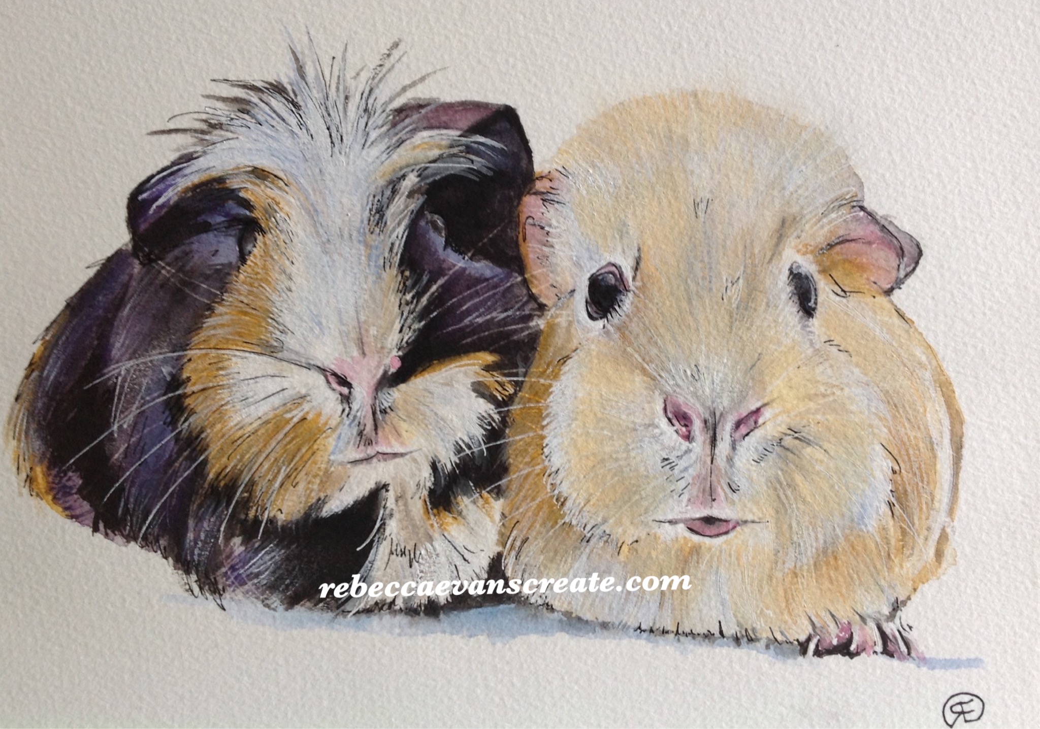 2048x1436 Perfect Pair' Watercolour And Pen Guinea Pigs 140 Lb - A Pair Of Pigs Painting