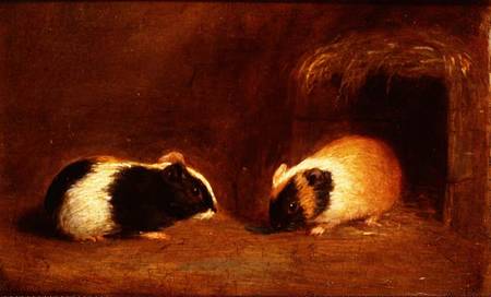 450x272 A Pair Of Guinea Pigs - A Pair Of Pigs Painting
