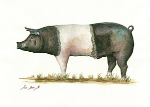 300x213 Pig Paintings Fine Art America - A Pair Of Pigs Painting