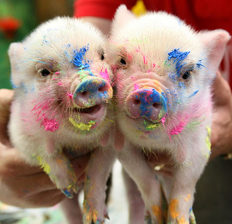 468x452 Pigasso The Little Oinks Making A Splash In The Art World Daily - A Pair Of Pigs Painting