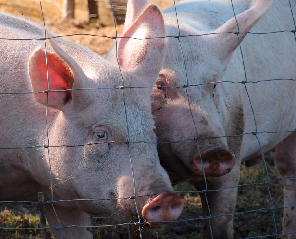 1024x828 Watercolor Pig Splashing Paint - A Pair Of Pigs Painting
