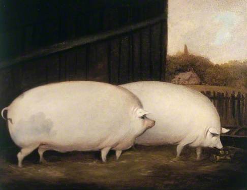 486x374 A Pair Of Pigs - A Pair Of Pigs Painting