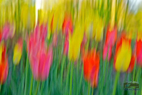 580x387 Moose Bend Images Abstracts - Abstract Tulip Painting