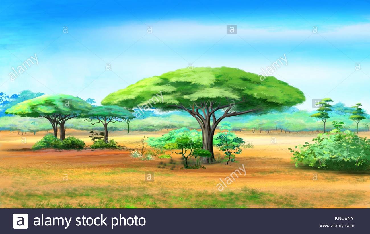 1300x821 Digital Painting Of The Acacia Trees In African Bush Stock Photo - Acacia Tree Painting
