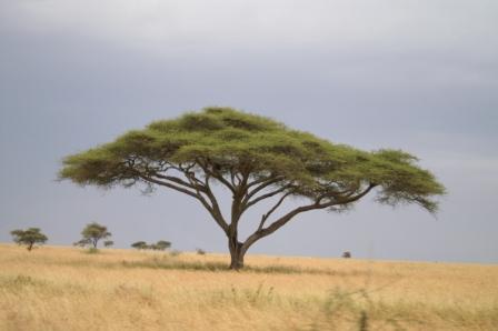 Acacia Tree Painting At Paintingvalley.com 