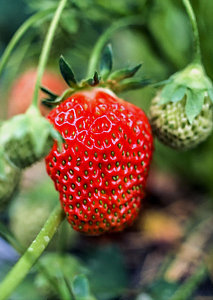 213x300 Strawberry Field Paintings Fine Art America - Across The Universe Strawberry Painting