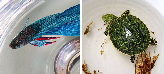 640x290 Hyper Realistic 3d Paintings Made With Acrylics In Layers Of Resin - Acrylic Animal Painting