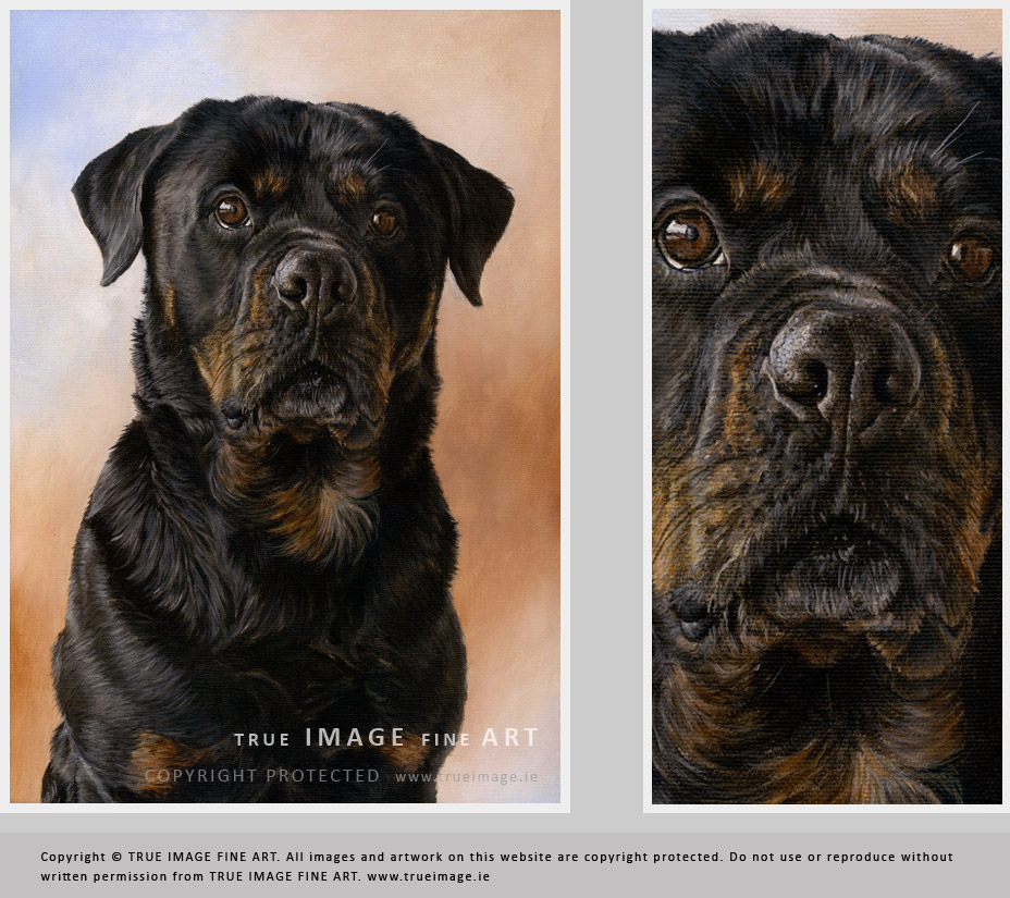 928x825 Rottweiler Dog Portrait Painting In Acrylic By True Image Fine Art - Acrylic Dog Painting