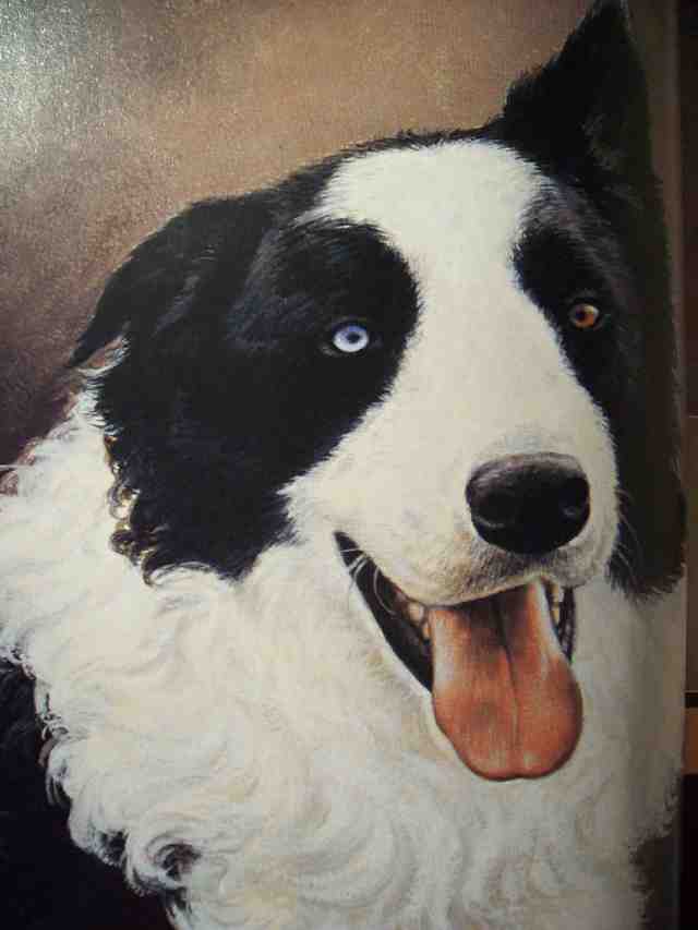 640x853 Sheep Dog Collie Acrylic Painting Rebecca Milne Foundmyself - Acrylic Dog Painting