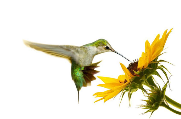 600x395 How To Paint A Bird - Acrylic Hummingbird Painting