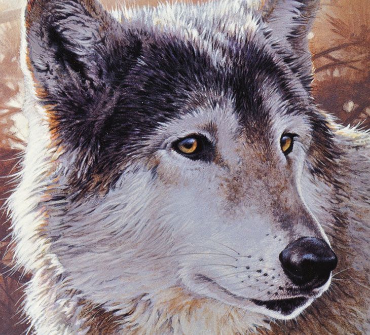 730x661 Wildlife Wolf Acrylic Art.jpg Pixels Painting Tutorials - Acrylic Wolf Painting