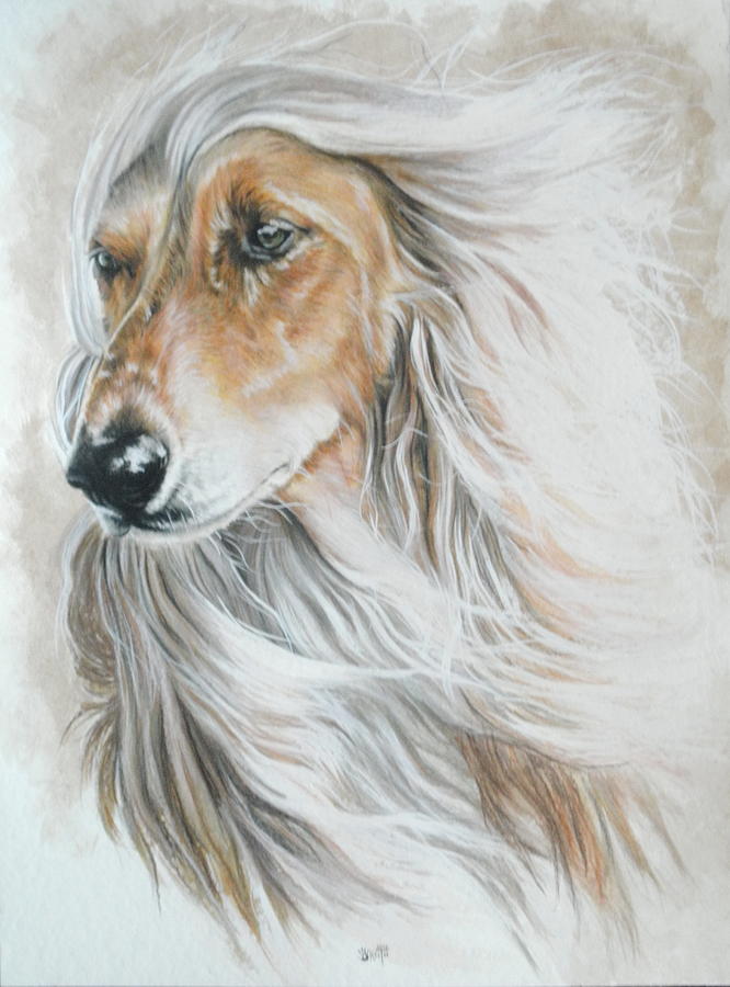 666x900 Afghan Hound Mixed Media By Barbara Keith - Afghan Hound Painting