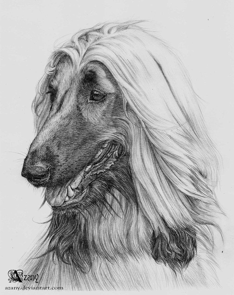 900x1136 Afghan Hound By On @ Drawings - Afghan Hound Painting