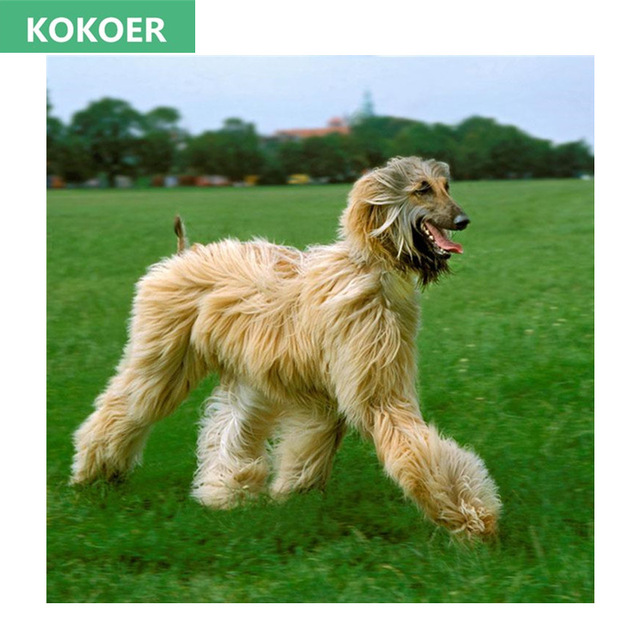 640x640 Full,diamond Embroidery,5d,diamond Painting,animal Afghan Hound - Afghan Hound Painting