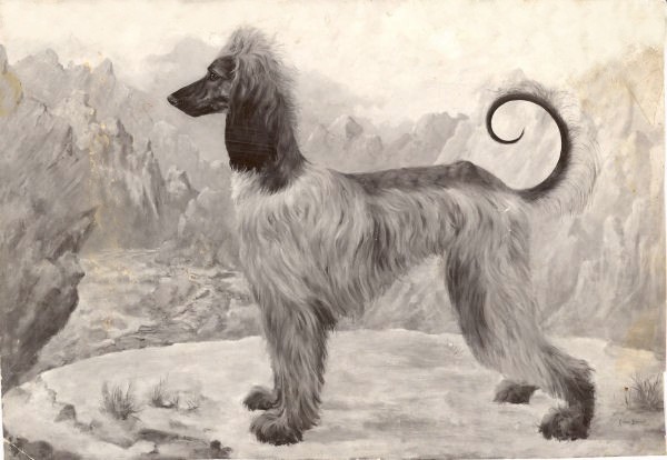 600x414 Leonard Borman Art - Afghan Hound Painting