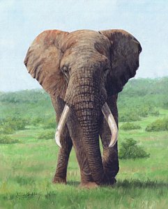 241x300 African Elephant Paintings Fine Art America - African Elephant Painting
