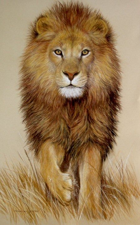 450x723 Original Pastel Drawing Stunning African Lion Paintings - African Lion Painting