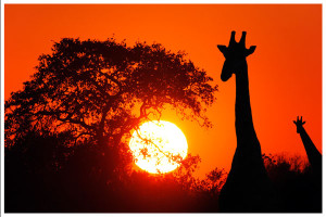 300x200 African Sunset Paint Night Mt. Airy Art Garage - African Sunset Painting