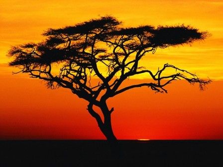 448x336 Sunset Tree From Africa Sunsets Africa - African Tree Painting