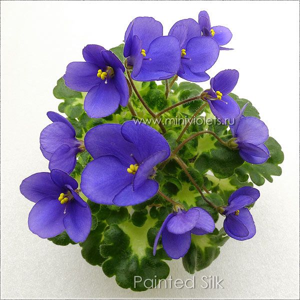 600x600 Silk African Violet Plants Migrant Resource Network - African Violet Painting