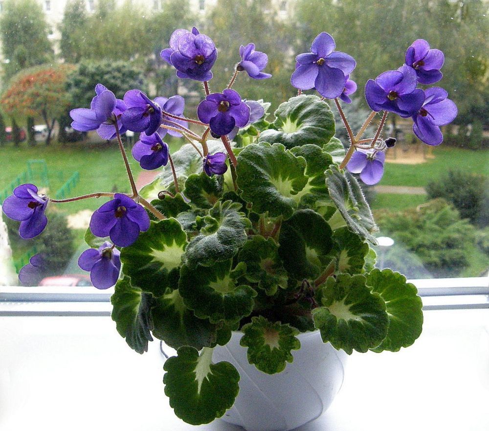 1000x881 African Violet Painted Silk Plant - African Violet Painting