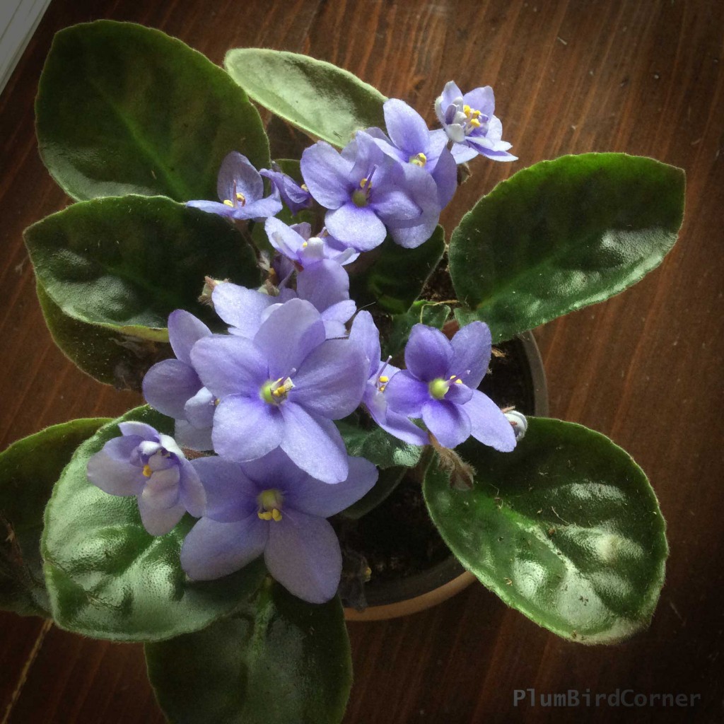 1024x1024 African Violet Pots Archives - African Violet Painting