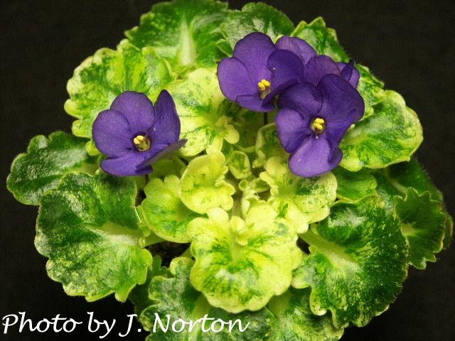 640x480 African Violet Society Of America - African Violet Painting