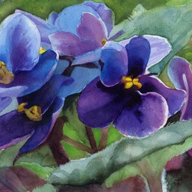 640x640 African Violets Art Watercolor Watercolor - African Violet Painting