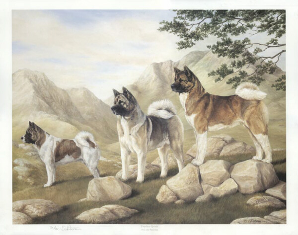 600x473 American Akita 1st Ten Years - Akita Painting