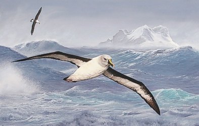 394x251 Diamond Anniversary Calendar - Albatross Painting
