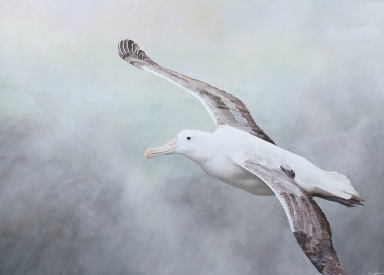 767x550 Manu - Albatross Painting