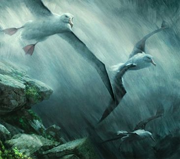 366x323 Royal Albatross - Albatross Painting
