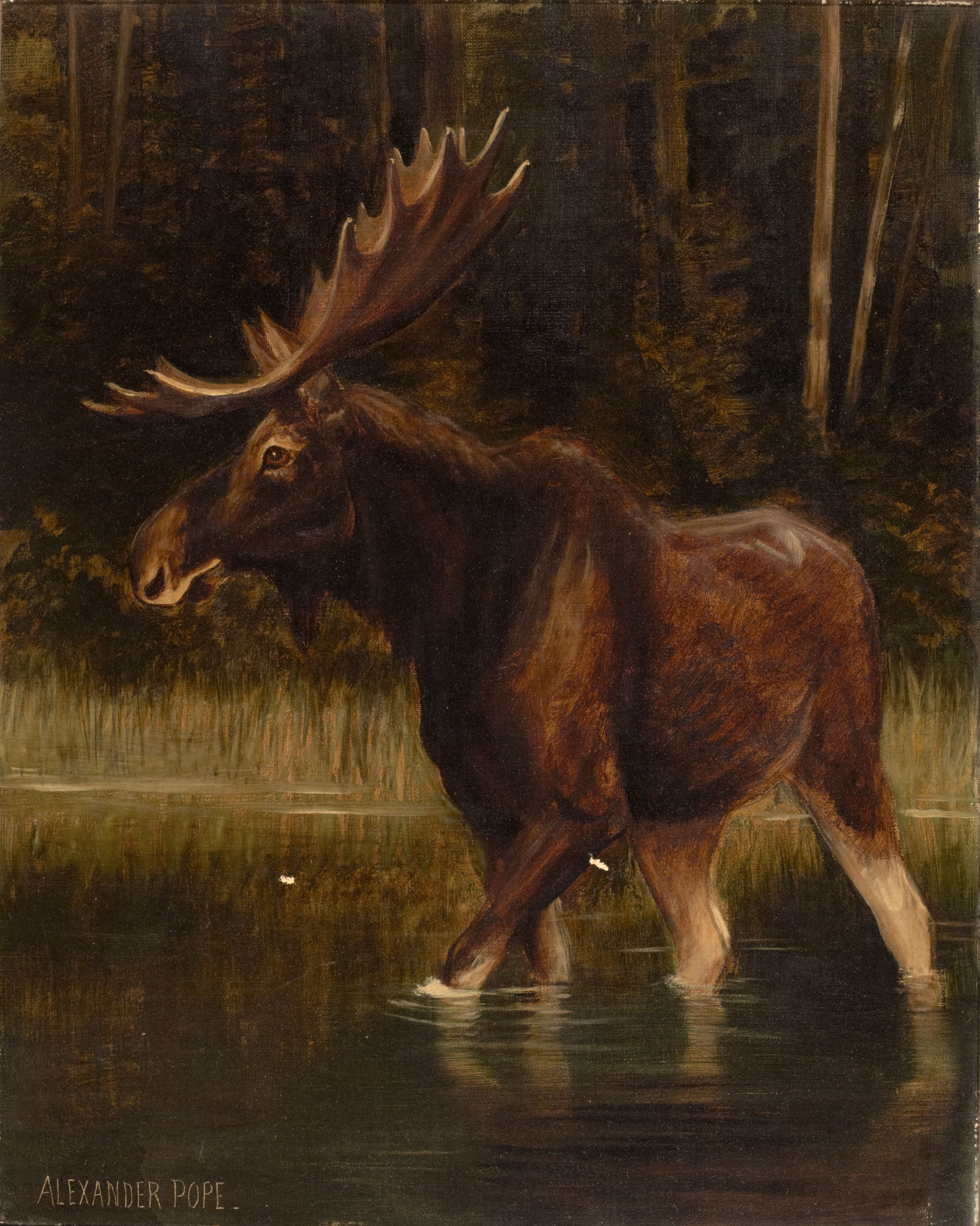 2398x3000 Moose Painting Alexander Pope Oil Paintings - Alexander Pope Painting