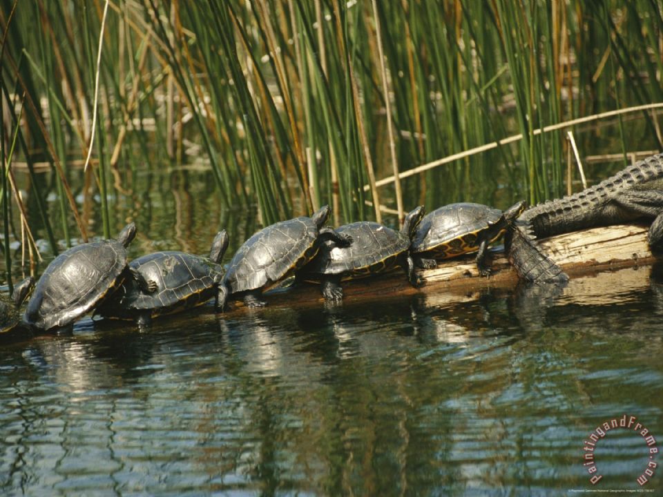 960x720 Raymond Gehman Turtles Line Up On The Safe Side Of An Alligator - Alligator Painting